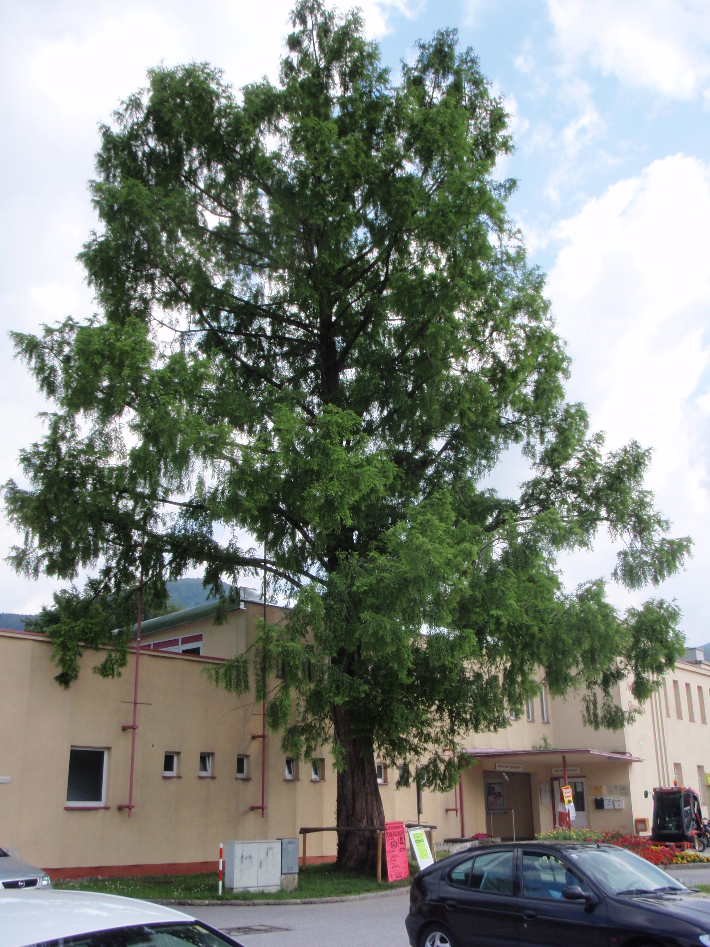 Urweltmammutbaum Naturbad Gloggnitz